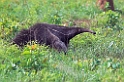 Great Anteater01-02
